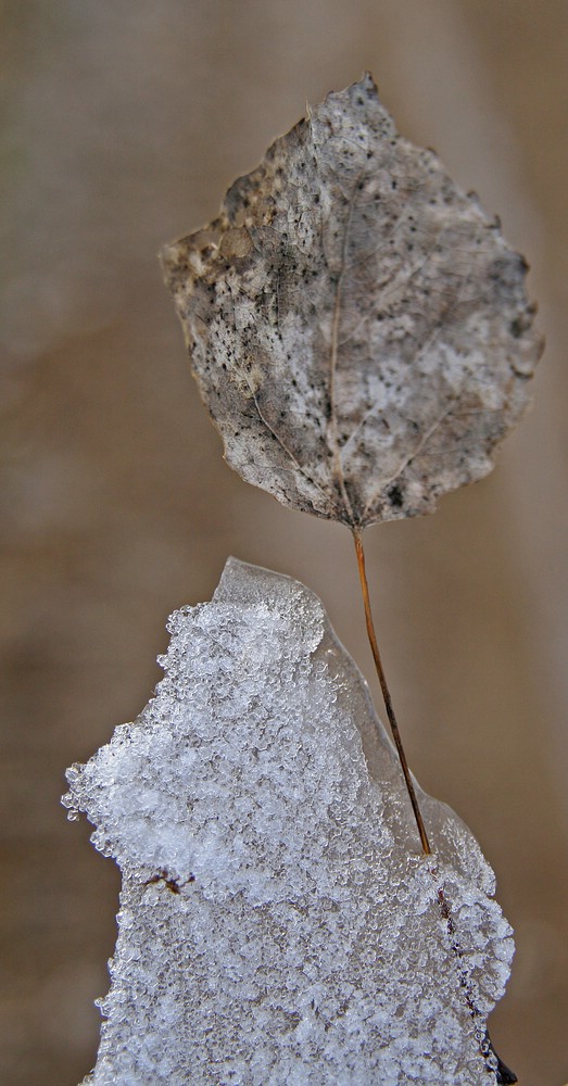 Eisschweinchen mit Fahne