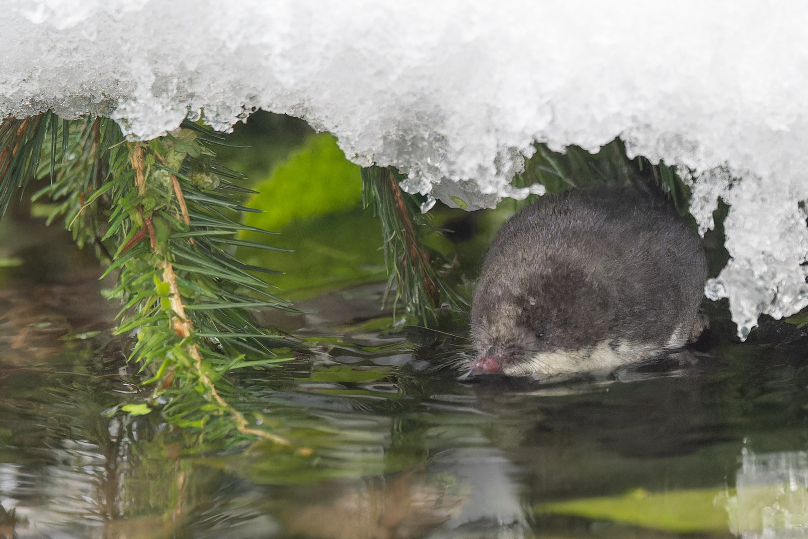 Eisschwimmerin