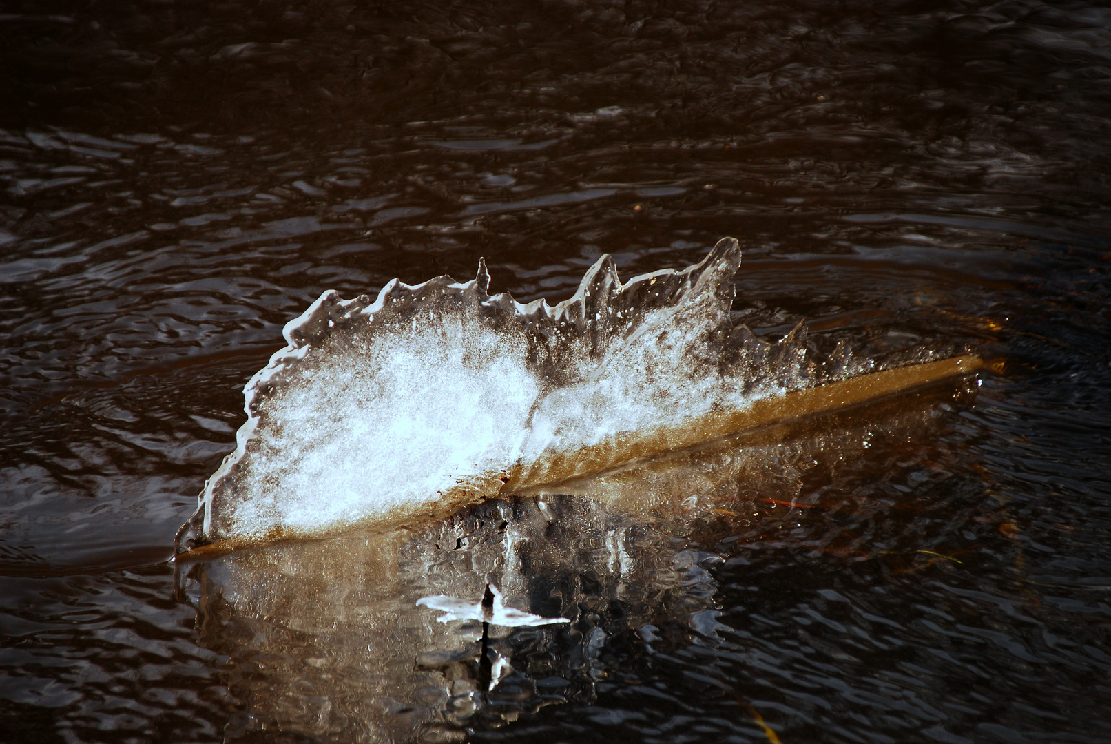 Eissegler im Gegenlicht