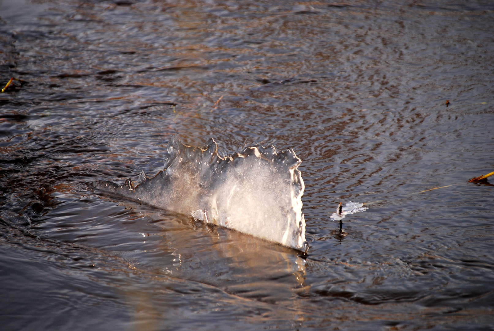 Eissegler in der "Schmalfelder Au"