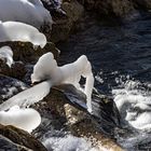 Eisskulpturen - Walross - Fisch und Krabbe