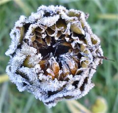 EISSONNENBLUME - für Uli und Elke (tiedau)!