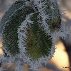 Eisspäne auf grünem Blatt