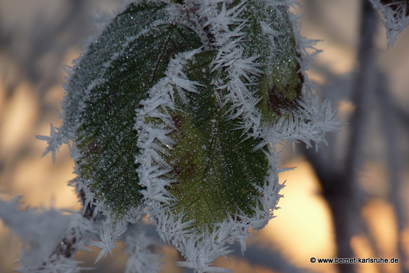 Eisspäne auf grünem Blatt