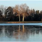 Eisspiegelung im Wörlitzer See