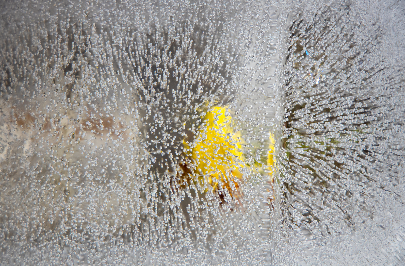 Eisspiele mit gelber Blüte