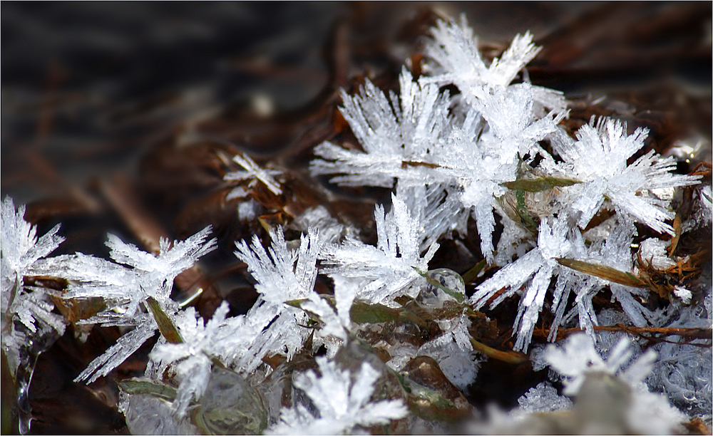 Eisstachel - Stacheleis