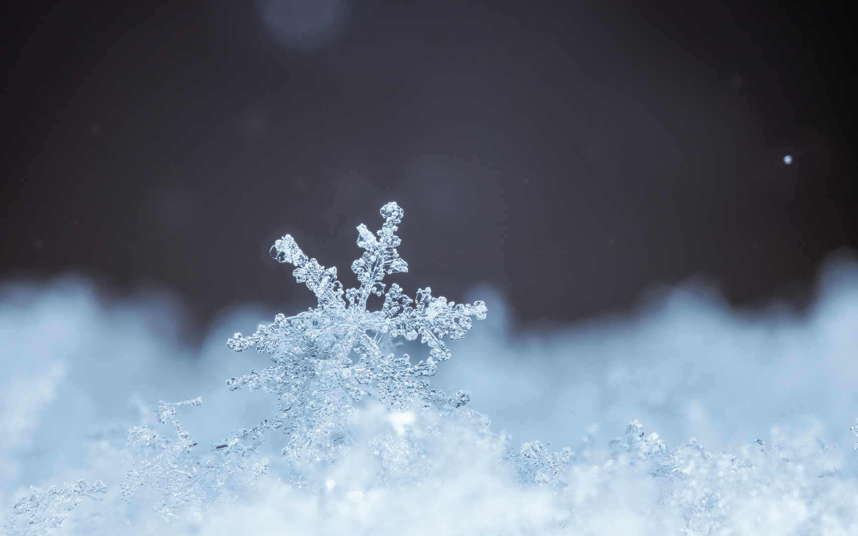 Eisstern - Wahre Schönheit versteckt sich im Detail