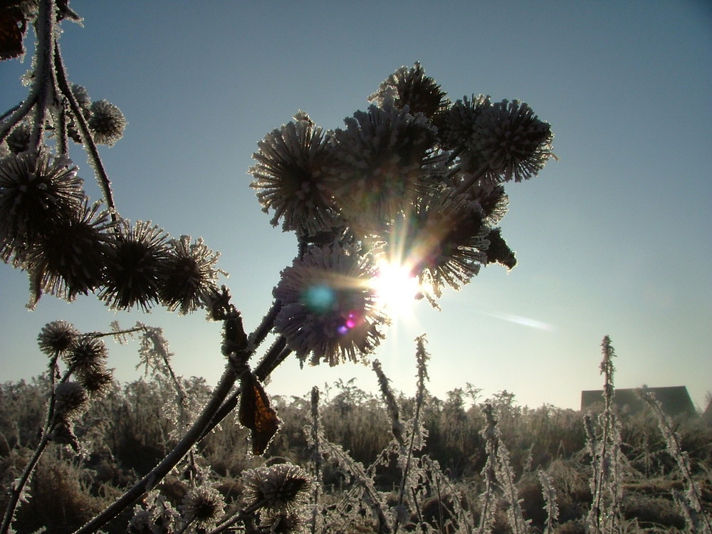 Eissterne am Morgen