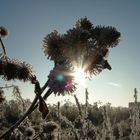 Eissterne am Morgen