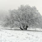 Eissturm – Zauber in der Rhön: Schneebaum