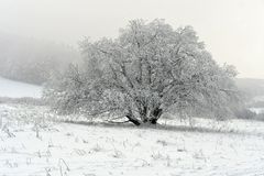 Eissturm – Zauber in der Rhön: Schneebaum