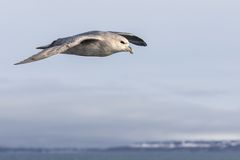 Eissturmvögel....