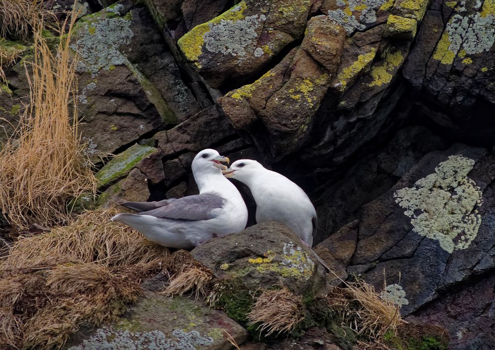 Eissturmvögel auf Island