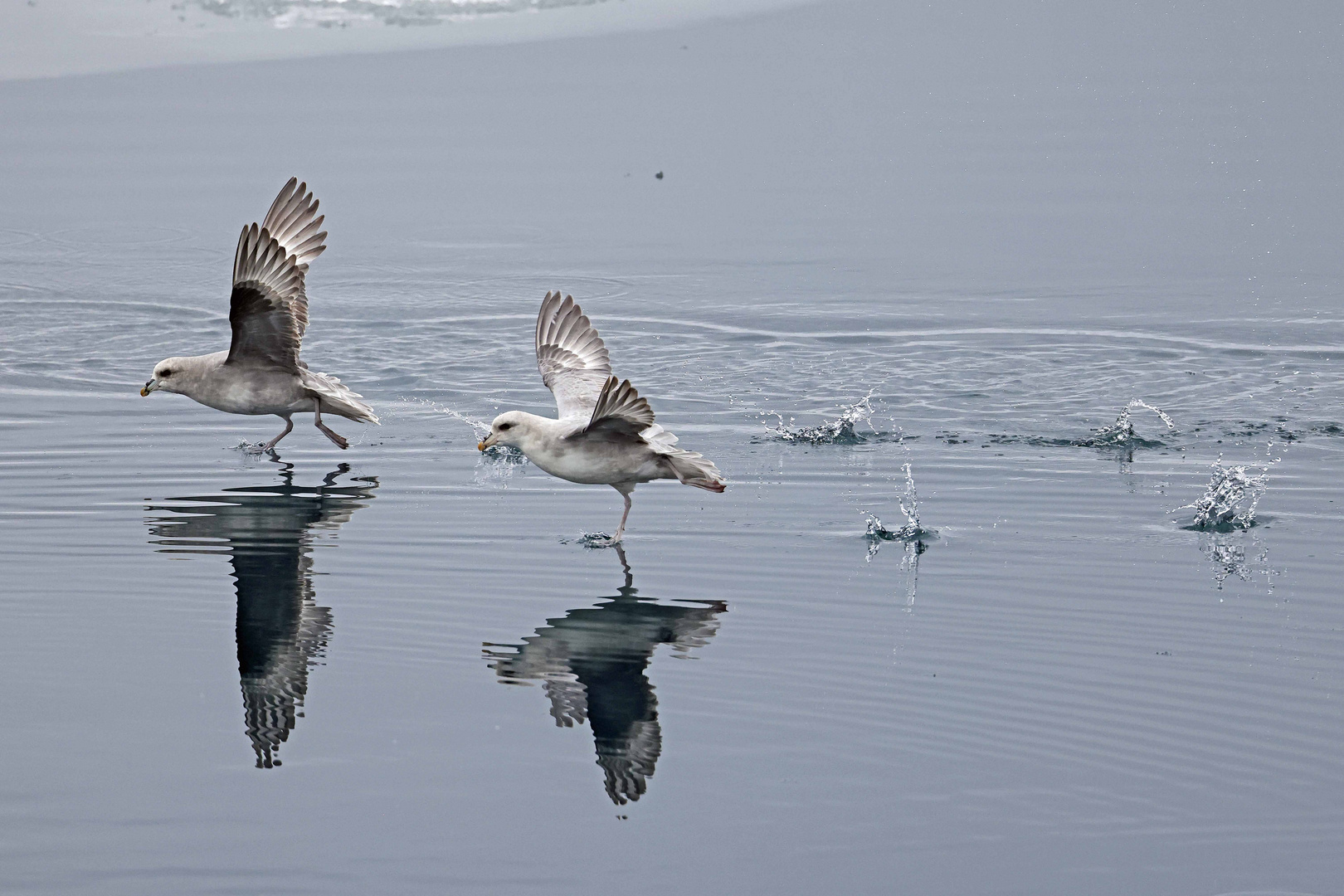 Eissturmvögel beim Start aus dem Wasser