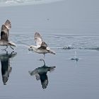 Eissturmvögel beim Start aus dem Wasser