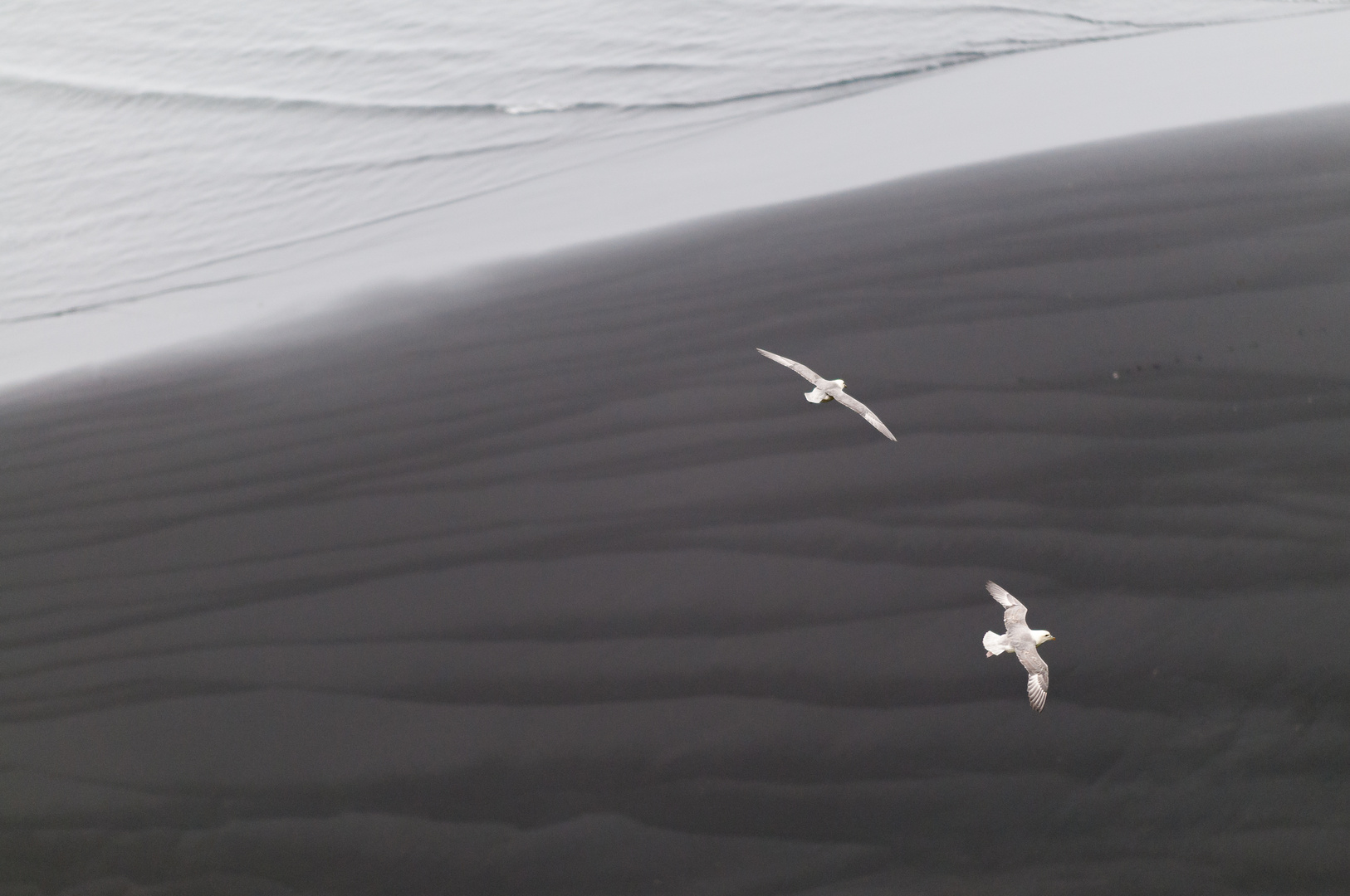 Eissturmvögel vor Ingólfshöfði in Island