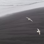 Eissturmvögel vor Ingólfshöfði in Island