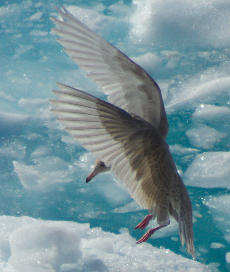 Eissturmvogel