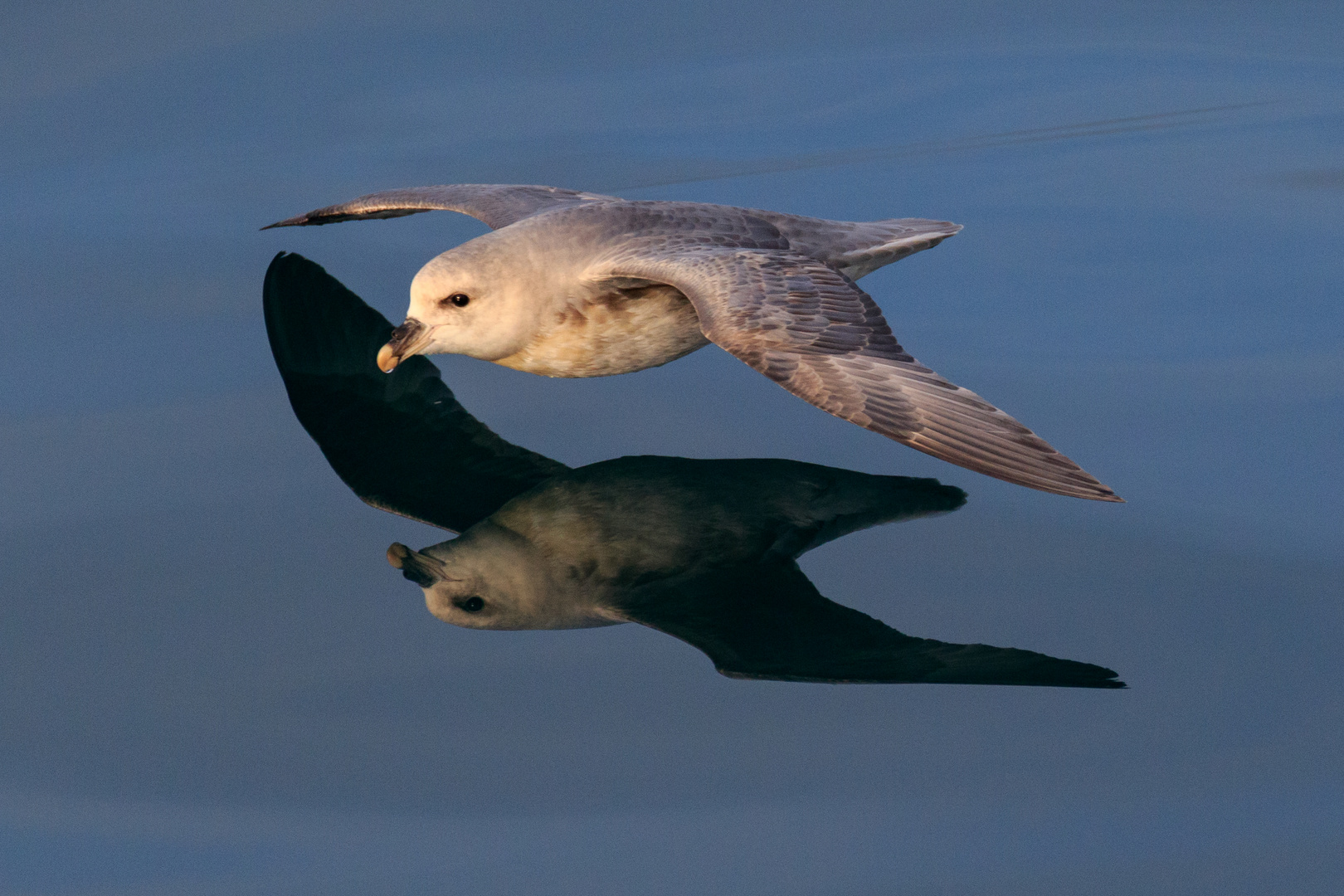 Eissturmvogel