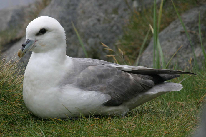 Eissturmvogel