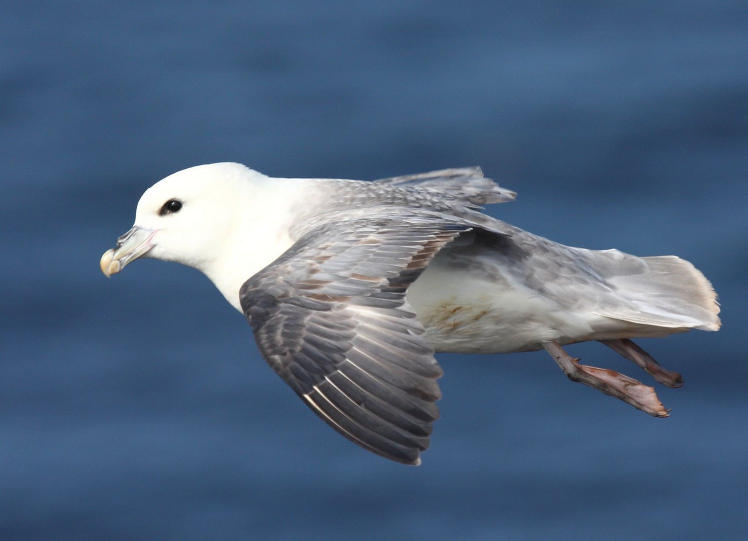 Eissturmvogel 