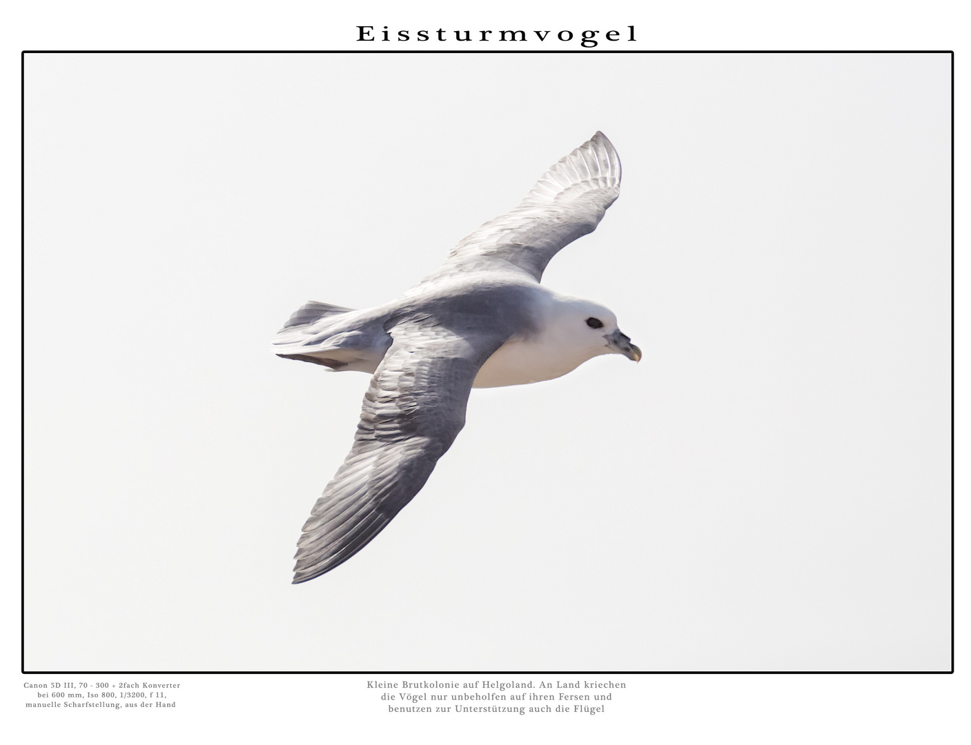 Eissturmvogel