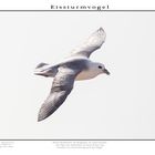 Eissturmvogel