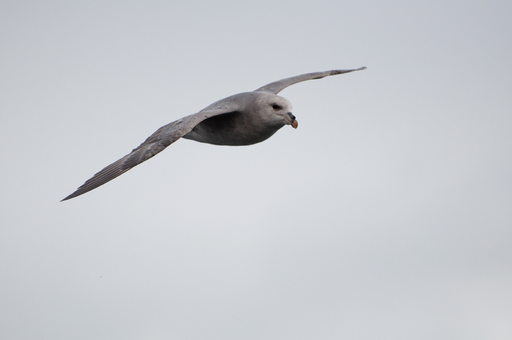 Eissturmvogel