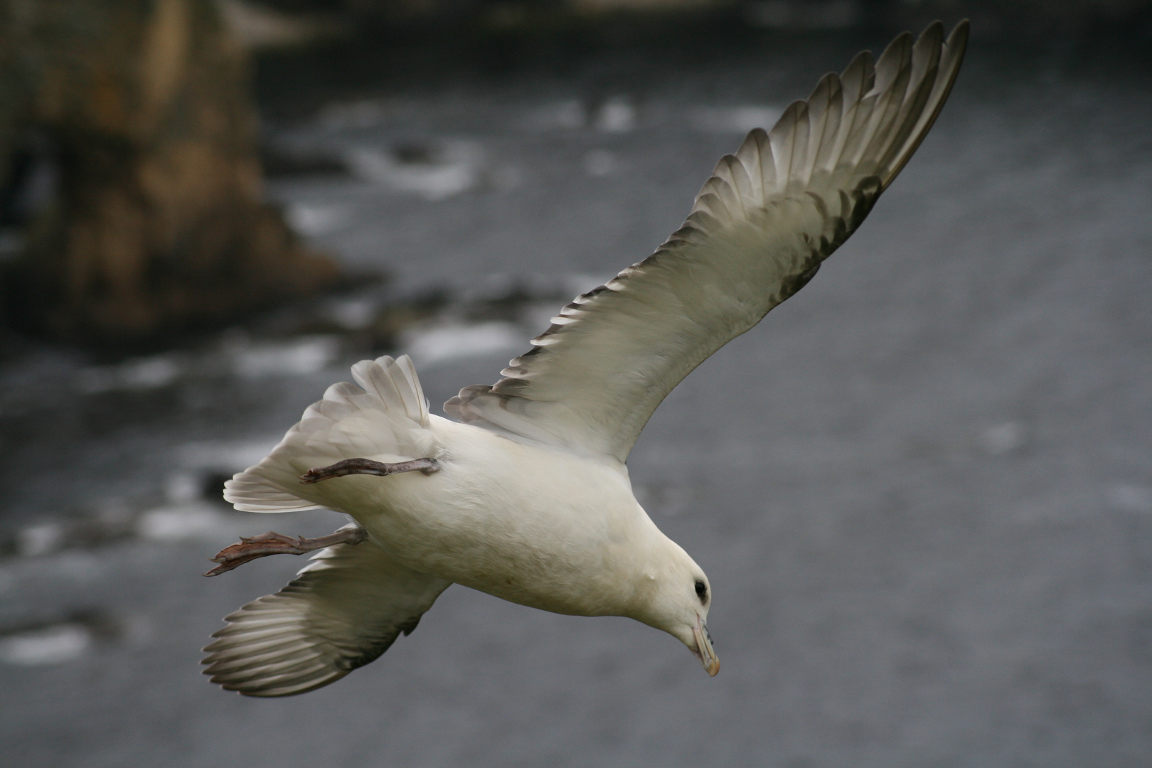 Eissturmvogel