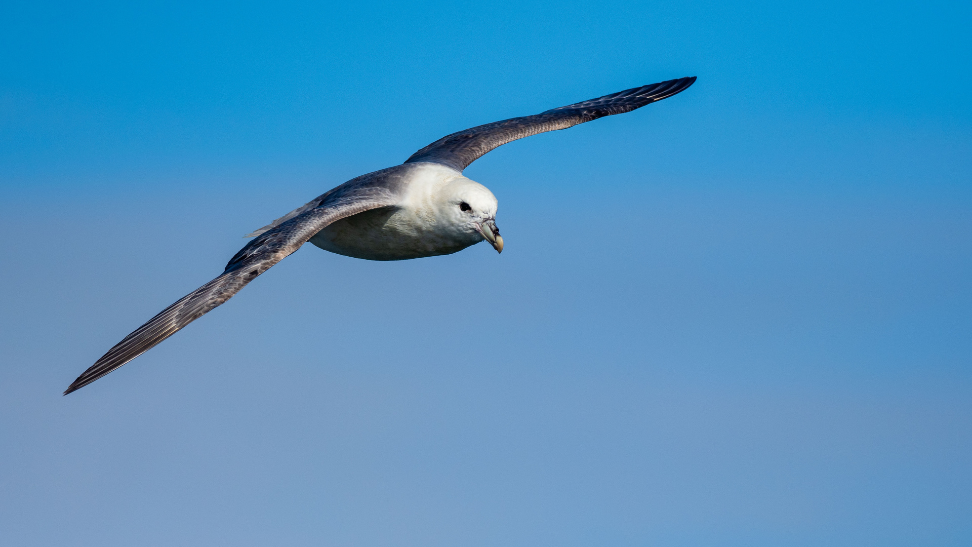 Eissturmvogel