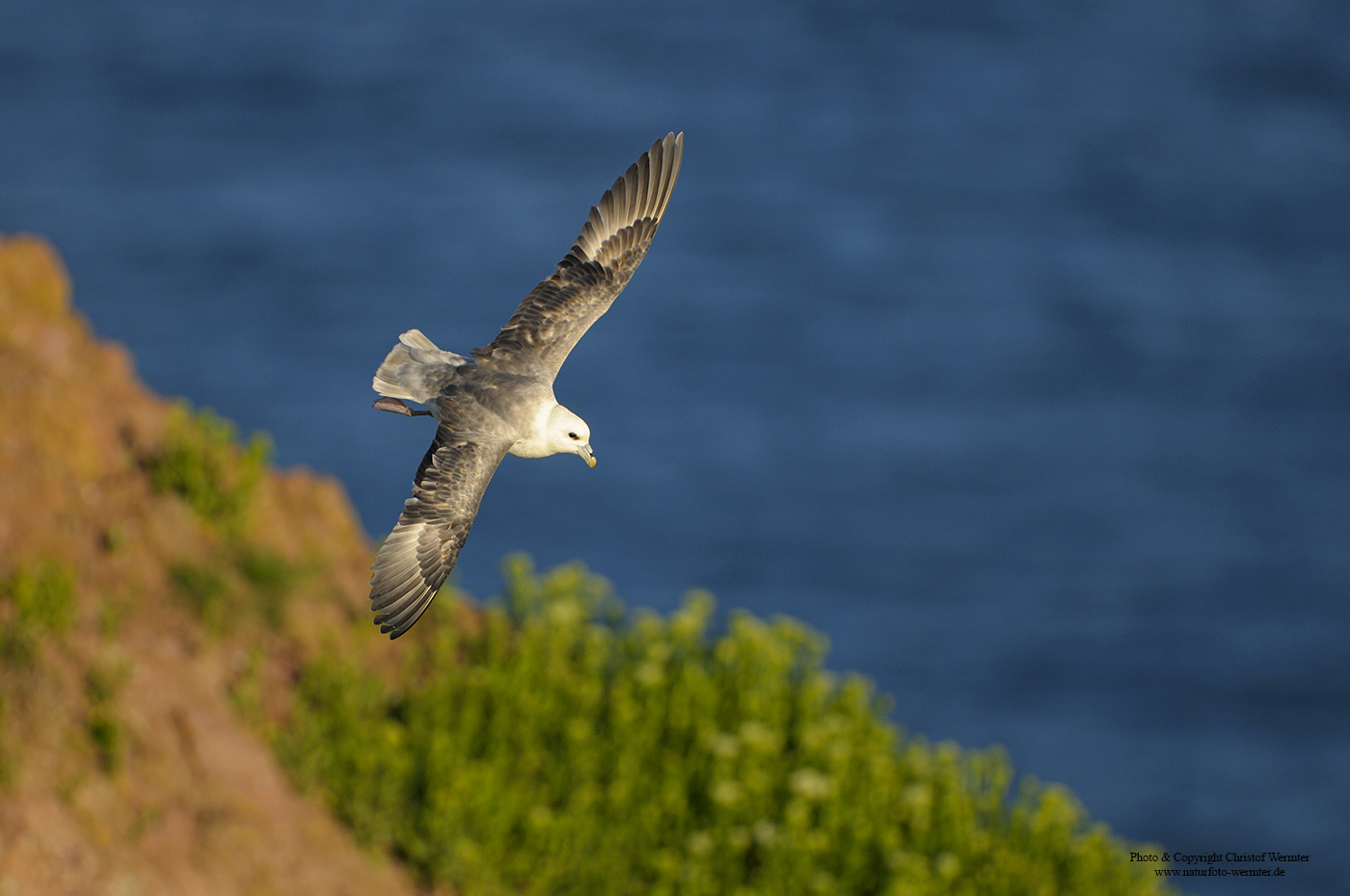 Eissturmvogel