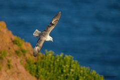 Eissturmvogel