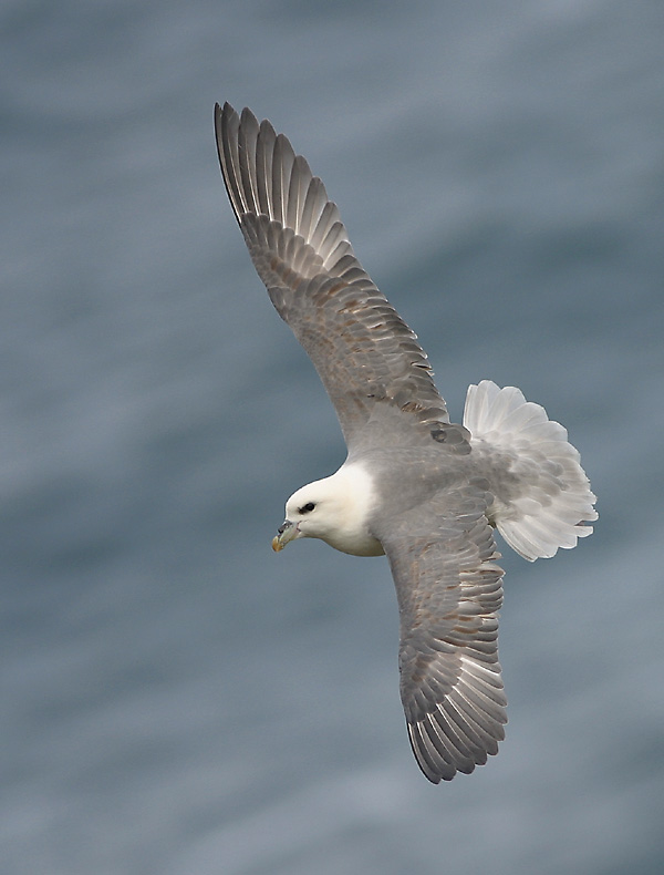 Eissturmvogel