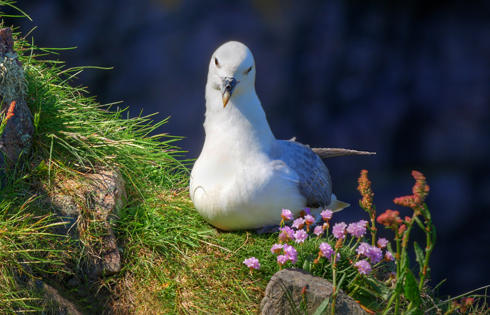 Eissturmvogel