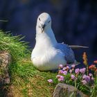 Eissturmvogel