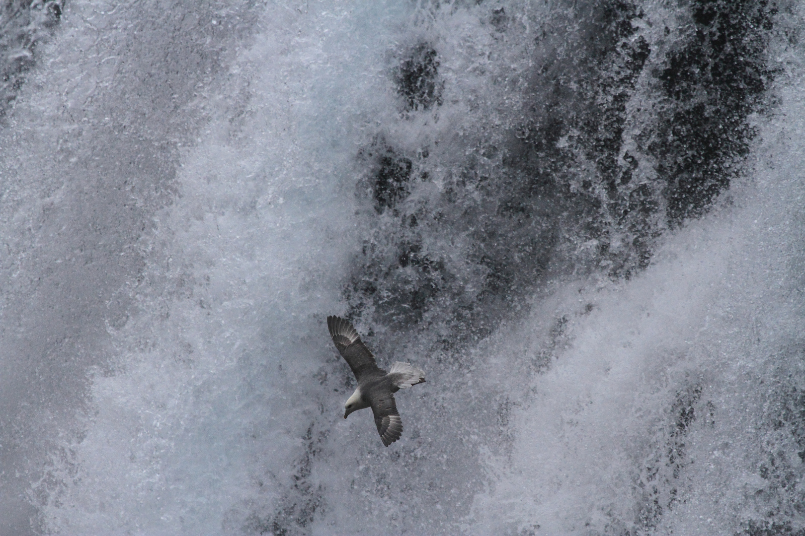 Eissturmvogel am Wasserfall