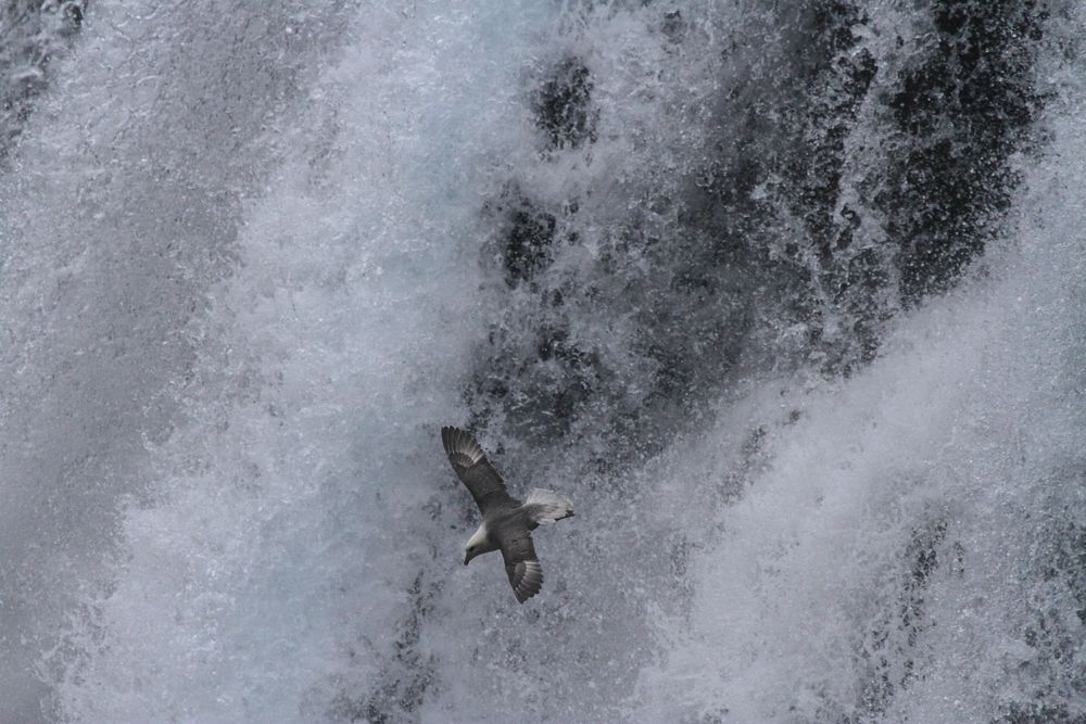 Eissturmvogel am Wasserfall