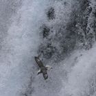 Eissturmvogel am Wasserfall