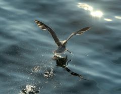 Eissturmvogel auf der Flucht