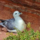 Eissturmvogel auf Helgoland