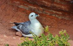 Eissturmvogel auf Helgoland