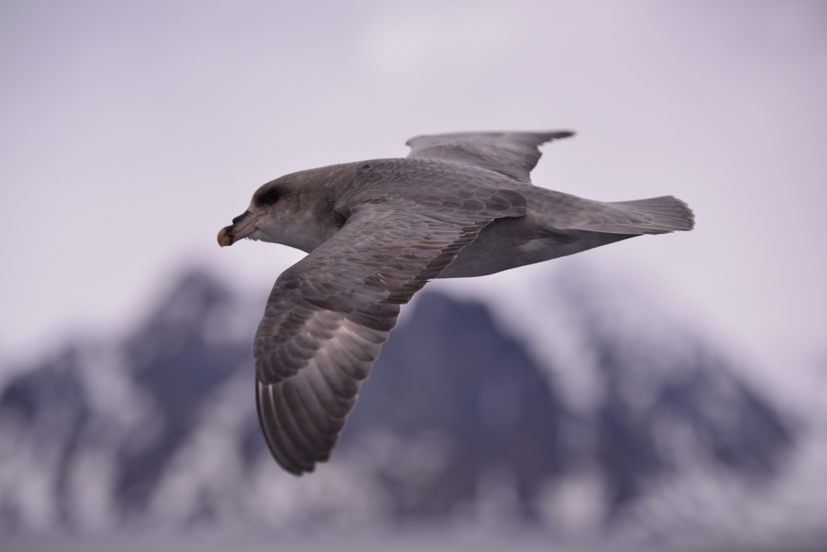 Eissturmvogel auf Spitzbergen