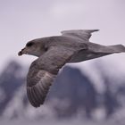 Eissturmvogel auf Spitzbergen