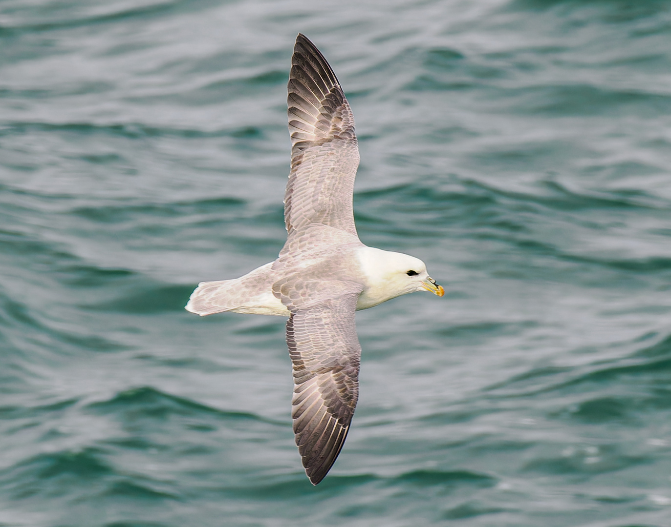 Eissturmvogel auf Svalbard/Spitzbergen