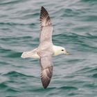 Eissturmvogel auf Svalbard/Spitzbergen