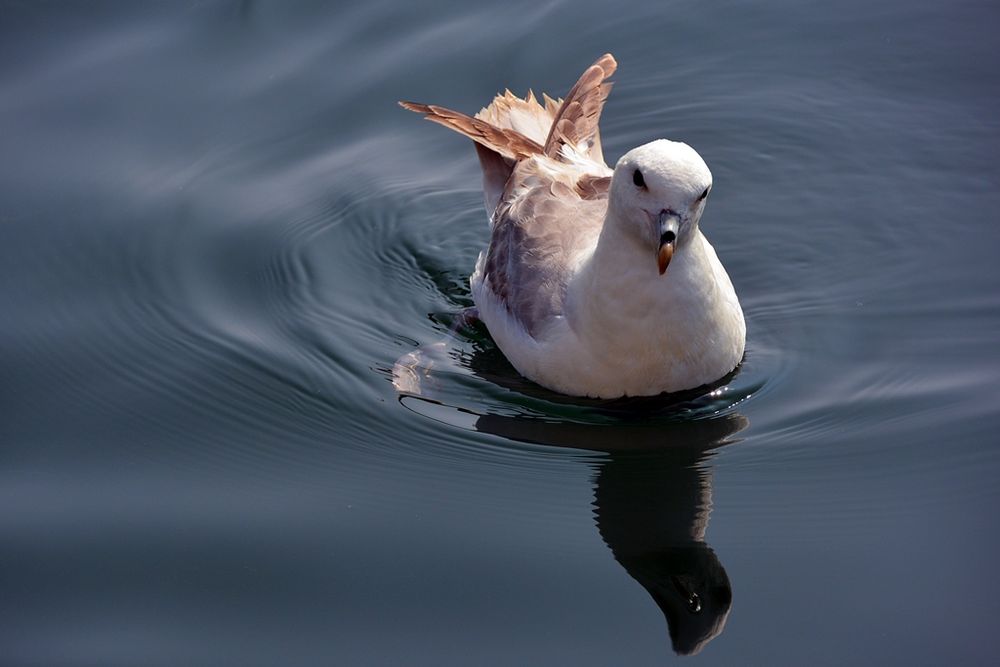 Eissturmvogel