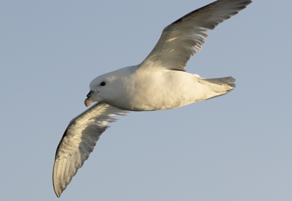 ~ Eissturmvogel ~