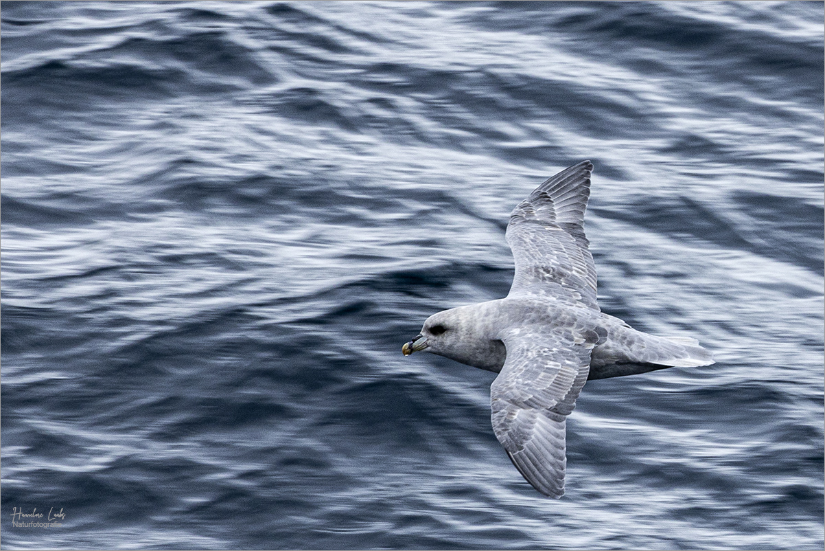 Eissturmvogel