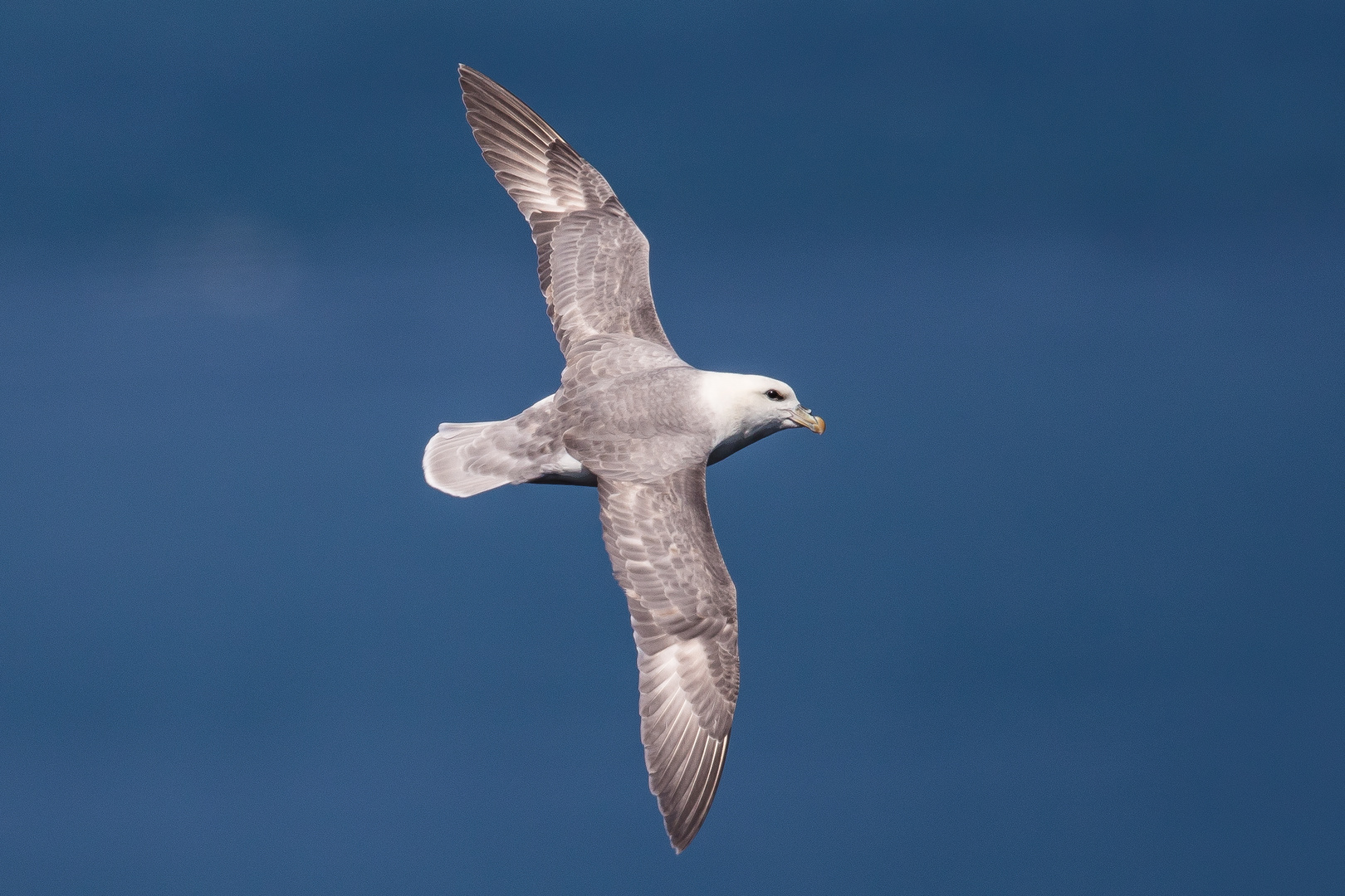 Eissturmvogel